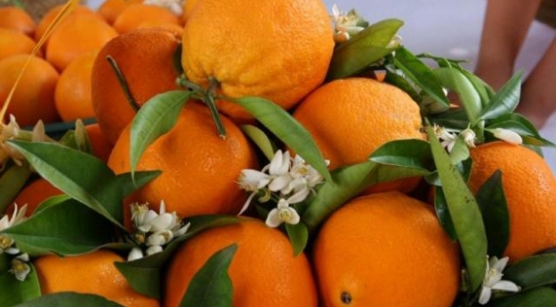 Fiesta de la Naranja en Co�n 2013